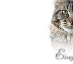 Maine Coon