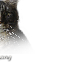 Maine Coon